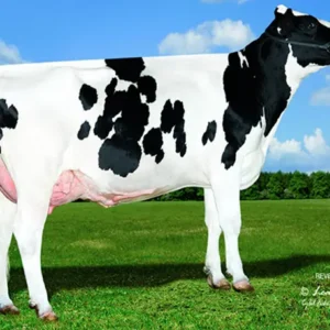 ABS Global - Sementales Holstein